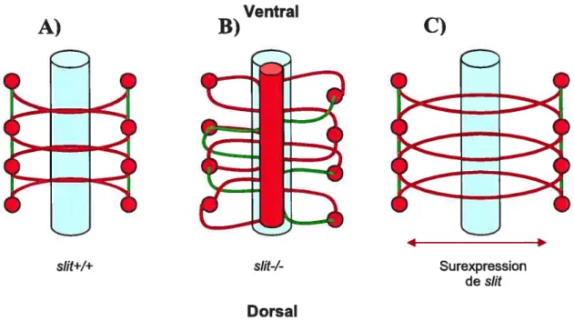 Figure 7: Représentation schématique des phénotypes rencontrés chez les contrôles sut (A), les mutants sut (B) ainsi que lors d’une surexpression de sut (C) au sein de la ligne médiane de la Drosophile