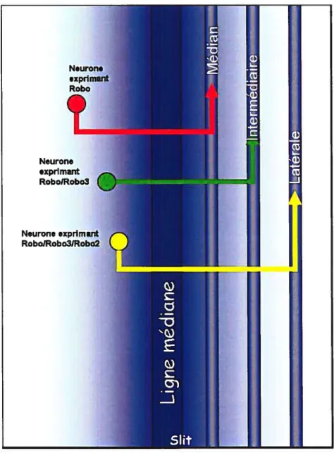 Figure 8: Arrangement des récepteurs Robos pour guider les axones sensibles à Sut chez la Drosophile