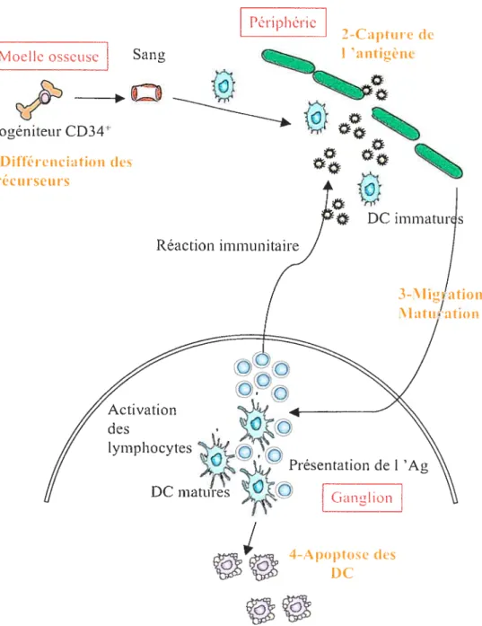Figure 1: Cycle de vie des DC.