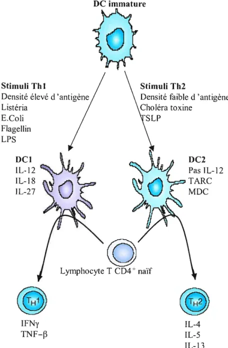 Figure 6 t Plasticité des DC.