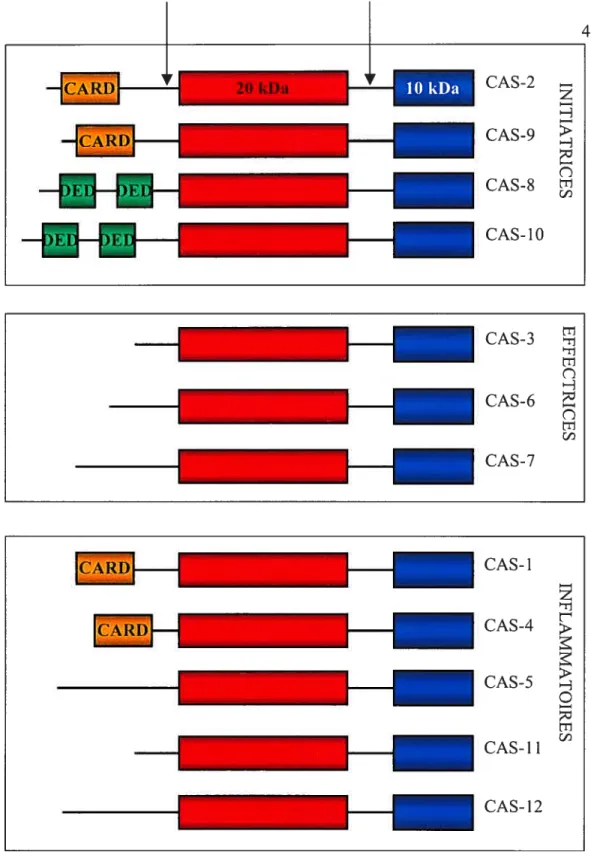 Figure 9 : Structure et classification des caspases
