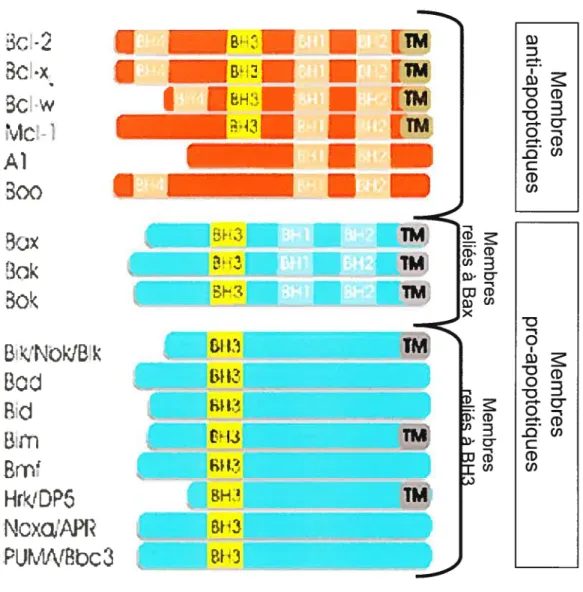 Figure 10 : Classification des membres de la famille Bel-2.