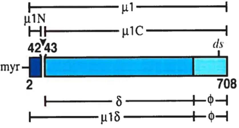 figure 1 Diagramme représentant la protéine J11