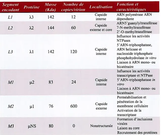 Tableau I : Les protéines du réovirus