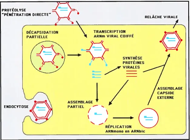 Figure 3 Cycle de réplication de réovirus3