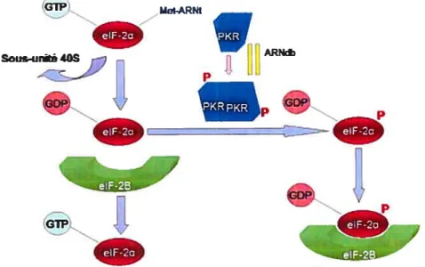 figure 4 : Inhibition de eIF-2x par PKR