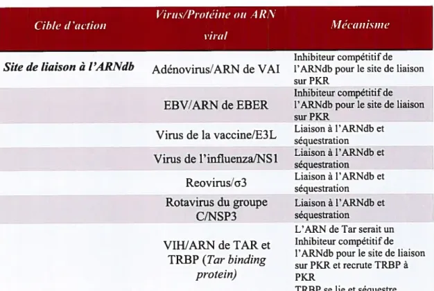 Tableau II : Virus modulant l’activité de PKR et mécanisme d’action Virus/Protéine ou ARN