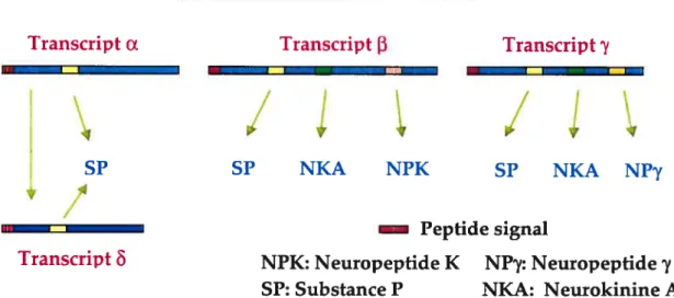 Figure 2 : Épissage atternattf du gène préprotachykinine-A.