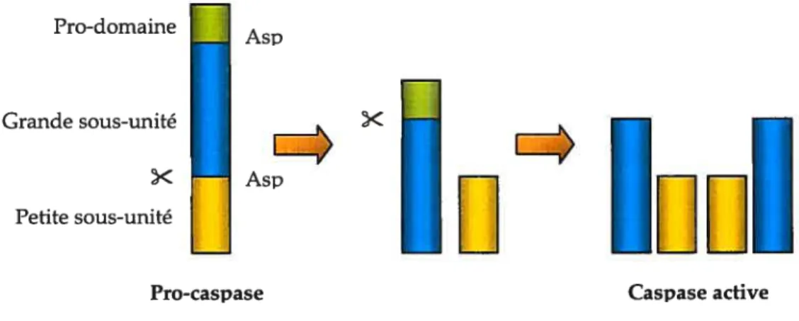 Figure 3 : Mécanisme d’activation des caspases. Modifié de Zimmerman et aï. [1041•