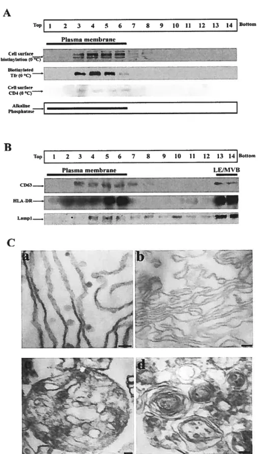 Figure 1. PM separation from LE/MVB afier iodixanol gradient-based sub cellular fractionation.