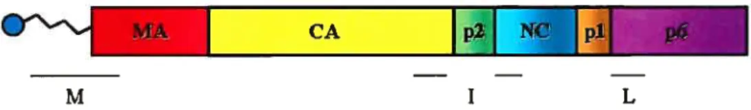 Figure 2. Structure de la polyprotéine p55Gag du VIH-1. Le domaine M impliqué dans l’association aux membranes est constitué du motif myristilé et de la région basique de MA présent en N-terminal