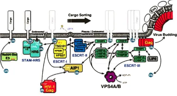 Figure 5. Machinerie cellulaire impliquée dans la formation des vésicules luminales (ESCRT) des CMV et la formation des particules virales