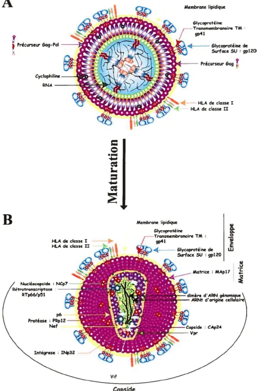 Figure 6. Structure de la particule immature et mature: importance de la protéase virale