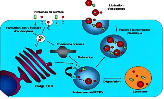 Figure 7. Importance des CMV au niveau cellulaire: voie d’exocytose et de dégradation