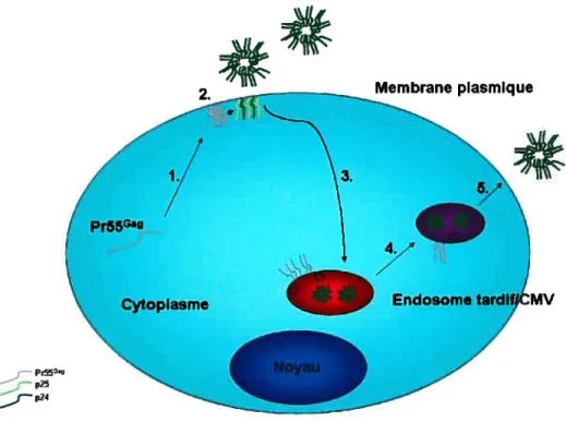 Figure 9. La membrane plasmique, site préférentiel d’assemblage et de libération des particules virales