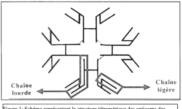 Figure 1: Schéma représentant la structure tétramérique des anticorps des éléostéens. Tiré de Kaattari et Piganelli (1996)