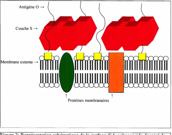 Figure 2: Représentation schématique de la surface d’A. salmonicida. Inspiré de Kay et Trust (1997).