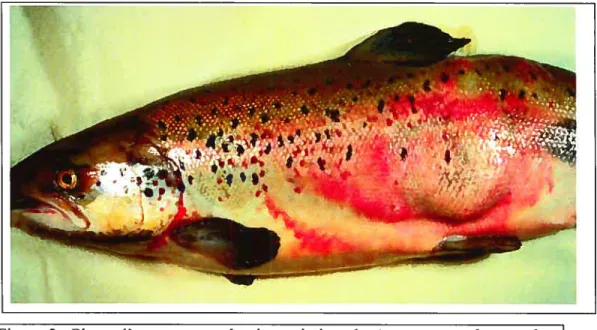 Figure 4: Photo du même poisson, mais dont le furoncle a été ouvert, afin d Imontrer la nécrose des tissus sous-jacents (http://www.disease-watch.com/)