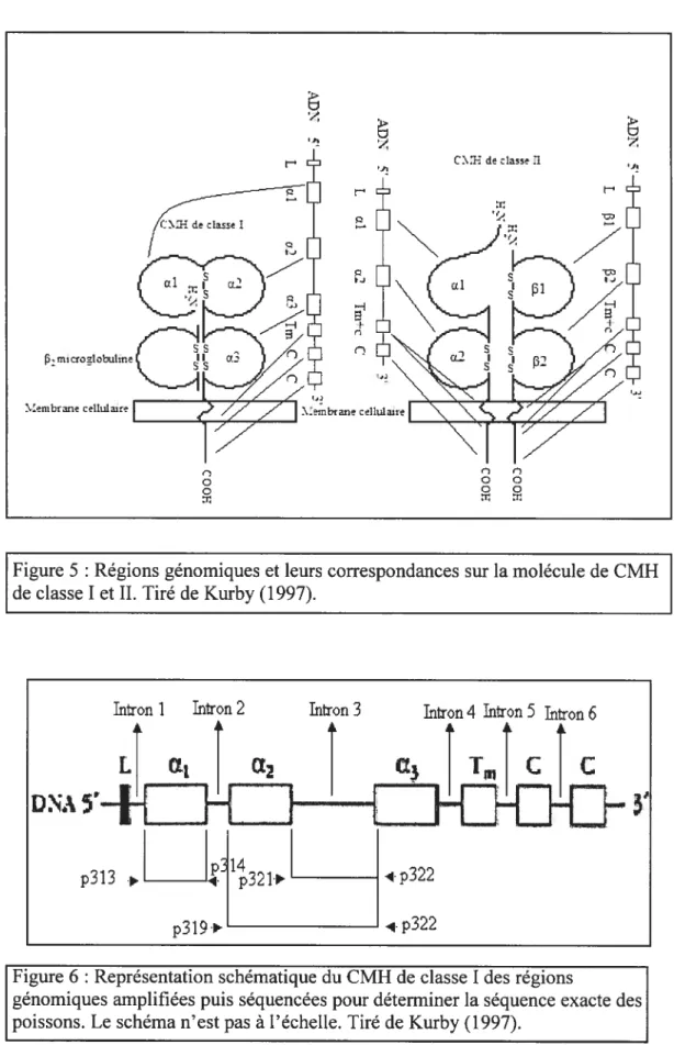 Figure 5 : Régions génomiques et leurs correspondances sur la molécule de CMH de classe I et II