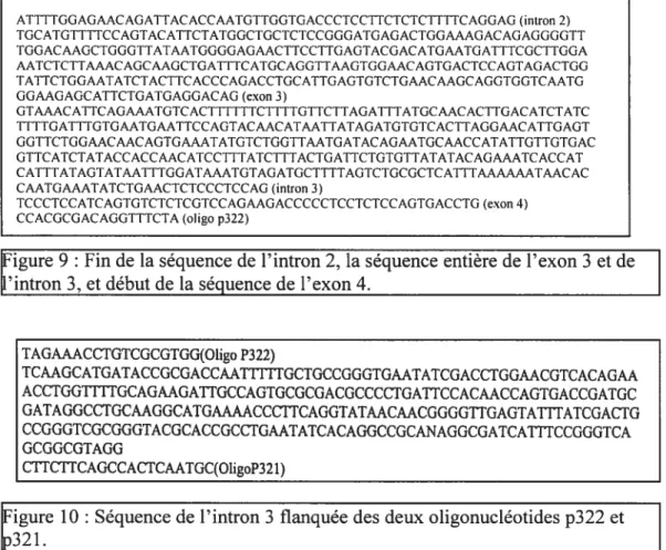 Figure 10 Séquence de l’intron 3 flanquée des deux oligonucléotides p322 et p321.