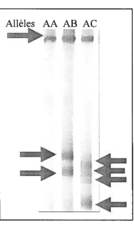 Figure 12: Différenciation des différents patrons des allèles A, B du CMH de lasse I, domaine Œ 1, par la technique du PCR en conditions stringentes et