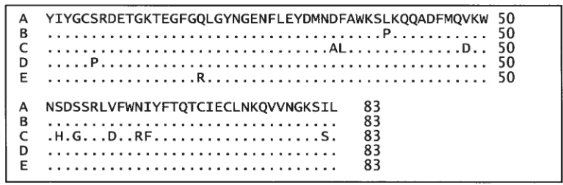Figure 13 : Séquences en acides aminés des cinq allêles du CMH classe I, iomaine a2.