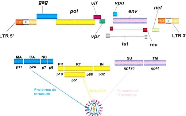 Figure 3 : Organisation génomique du Virus de I’tmmunodéfïcience Humaine de type 1. Le gène gag code pour les protéines de structure tel que la protéine de la matrice (MA ; p17), la protéine de la capside (CA ; p24), la protéine de la nucléocapside (NC ; p