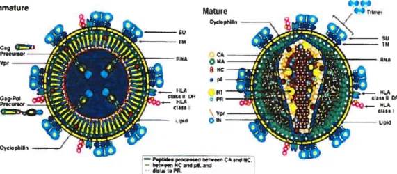 Figure 4 : Structure des particules virales matures et immatures du VIH-1. Schématisation de l’organisation des particules virales matures (droite) et immatures (gauche) montrant les enzymes, protéines de l’enveloppe, protéines structurales ainsi que certa