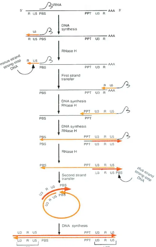 Figure 6 : Mécanisme moléculaire de l’étape de transcription inverse du génome du VIII 1