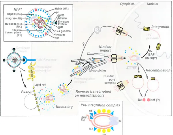 Figure 7 : Description des étapes précoces de l’infection par le VII-1-1. L’interaction entre la sous-unité de surface du VIH-l, la gpl20, et la molécule de la surfce cellulaire, le CD4, ainsi qu’avec les récepteurs de chémiokines