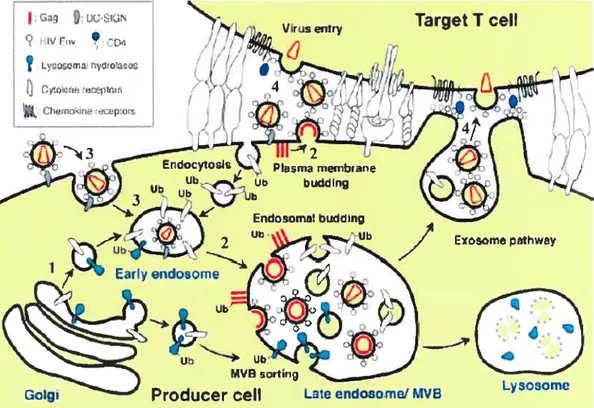 Figure 10 : Résumé des différents mécanismes de relâche possible du VIH-1. Ce schéma illustre I) La voie normale de transport des molécules cellulaires en provenance du Golgi et de la membrane cellulaire vers les lysosomes, 2) Le bourgeonnement du VIH-1 à 