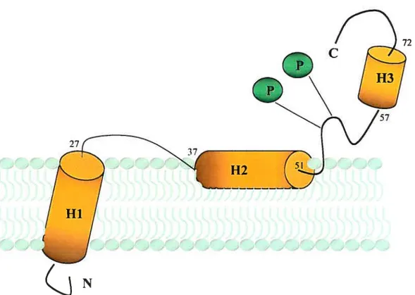 Figure 11: Structure hypothétique de la protéine accessoire Vpu du VII-I-1. Le domaine C- C-terminal de la protéine Vpu est un domaine hydrophile tbrmé de deux hélices alpha jointes par une portion flexible comprenant un motif dodécapeptidiqtie hautement c