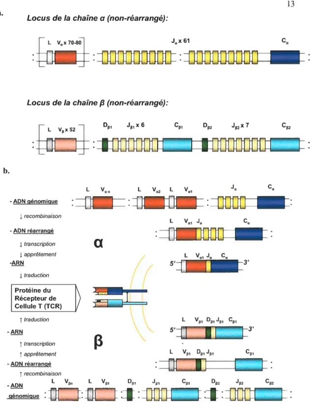 Figure 2 Génomiques du TCR. o) Organisation génomique du TCR htunain Locus des chaîl?es a (chromosome 14) et /1 (chromosome chez / ‘homme