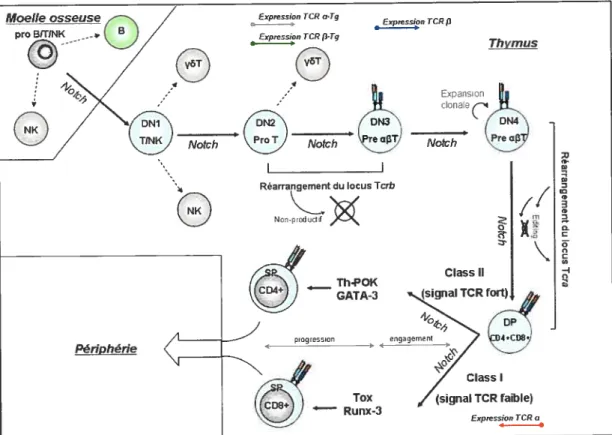 Figure 3: Maturation des cellules T: L’expression d’un TCR transgénique précède celle d’un 1CR endogène