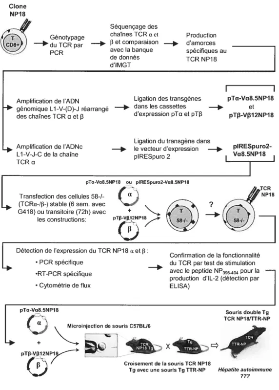 Figure 6: Plan des manipulations décrites dans la section Matériel et Méthodes
