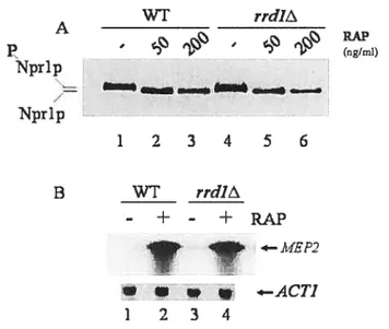 Figure 1: rrdl4 mutant exhibit normal response to the early events of