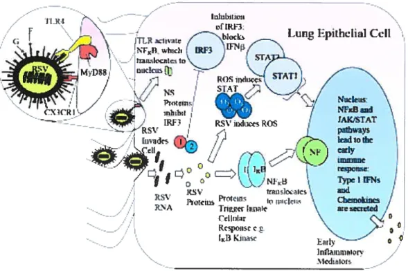 Fig. 2. La fixation du VRS et la réponse cellulaire engendrée. Le VRS se fixe par les glycosaminoglycannes présents sur la surface cellulaire