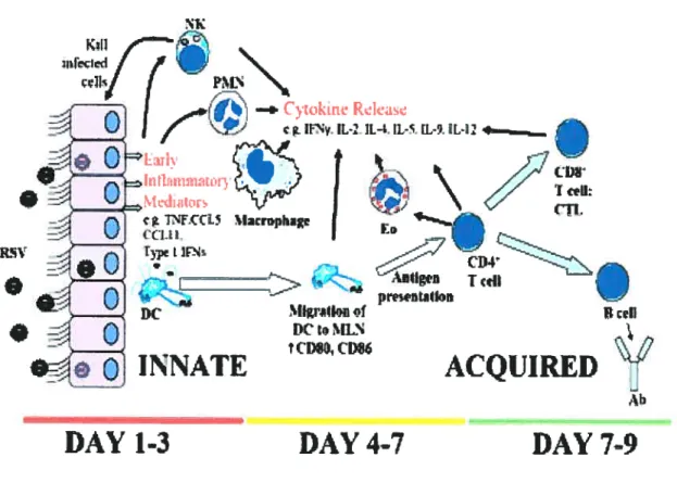 Fig. 3. Les cellules immunitaires impliquées dans la réponse anti-VRS. L’infection cellulaire provoque la