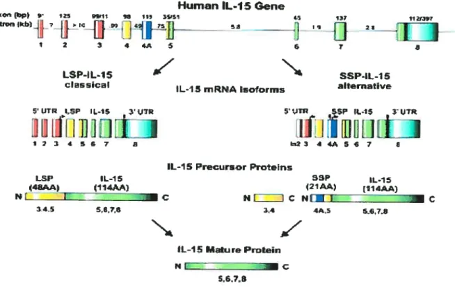 Fig. 5. La structure de I’ARNm et de b protéine de I’IL-15 humain. Le locus d’IL-15 humain est situé sur le