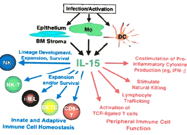 Fig. 6. L’IL-15 est une cytokine plebtropique agissant au niveau de plusieurs cellules immunitaires