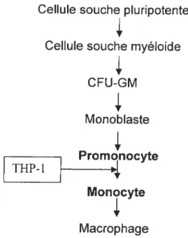 Fig. 7. Différenciation des cellules hématopoïétiques. (Tiré de Auwerx et aI. 1991. Experentia)
