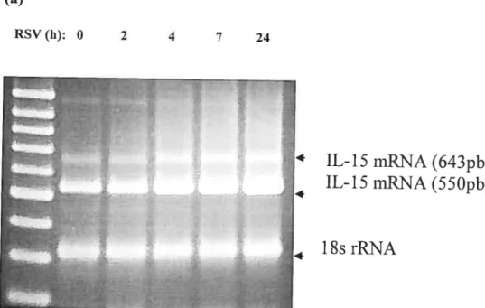 Figure 1: Kinetic of IL-15 mRNA induction by RSV in THP-1 celis
