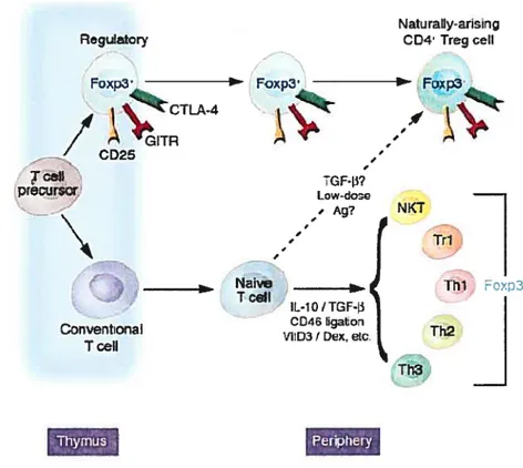 Figure 1. Les différentes populations de CD4 jouant un rôle suppresseur. Les différentes populations de CD4 pouvant jouer un rôle suppresseur sont soient naturelles, originaires du thymus ou induites en périphérie à partir des cellules conventionnelles dan