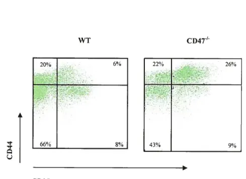 Figure 7. Distribution des sous-populations de Lc CD25CD4 en fonction de l’expression du CD44 chez les vieilles souris CD4T’.
