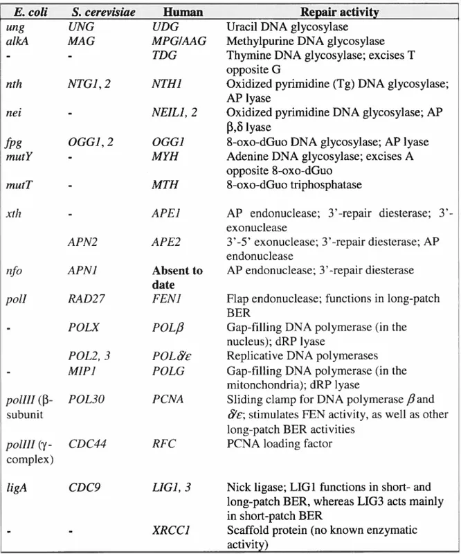 Table I-I. Summary of the principal BER enzymes in Escherichia cou, Saccharornyces cerevisiae, and human.