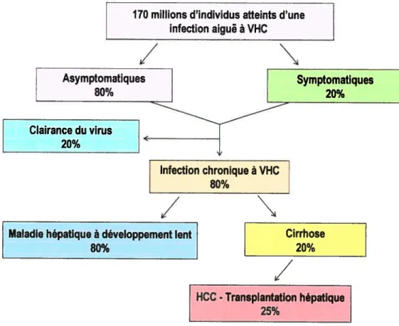 Figure 5 : Représentation schématisée des conséquences de l’infection par le virus de l’hépatite C