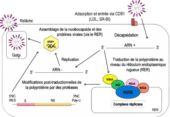 Figure 10: Représentation du cycle de réplication du VHC