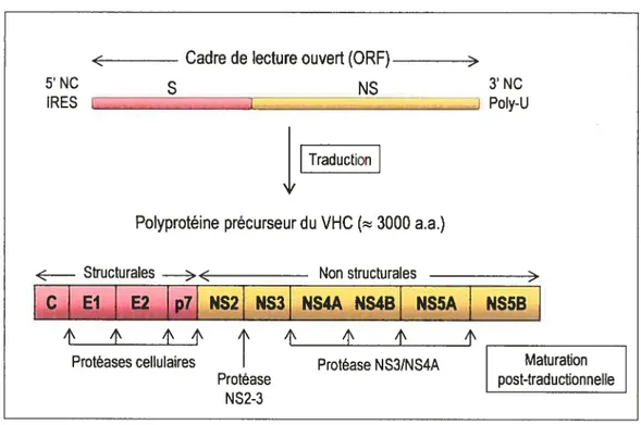Figure 11: Structure du génome VHC et maturation de la polyprotéine précurseur
