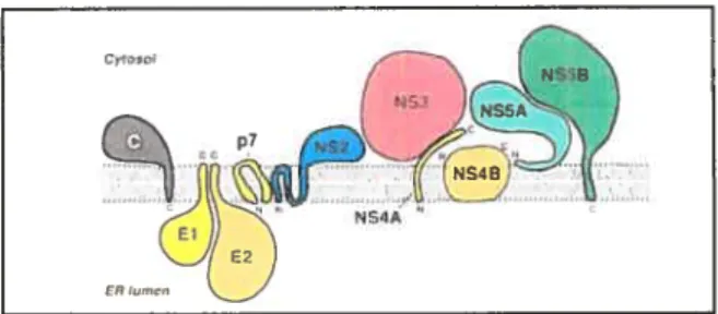 Figure 12 Schéma illustrant l’association membranaire des protéines non structurales du VHC au réticulum endoplasmique