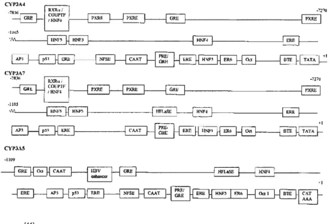 figure 2 : Liste des promoteurs de Cyp3A4, Cyp3A5 et Cyp3A7